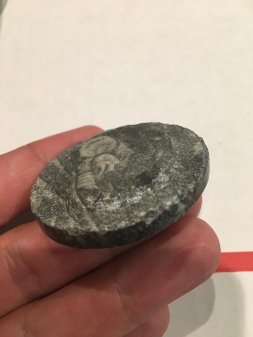 Round Shape Fossils Orthoceras Ammonite Small Jewelry Box