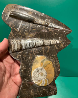 Natural Brown Orthoceras and Ammonite Fossil Stand